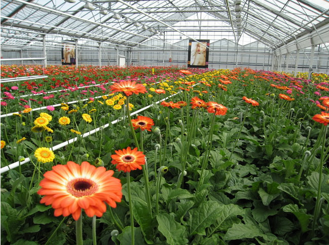 陜西花卉大棚制作|單棟溫室大棚